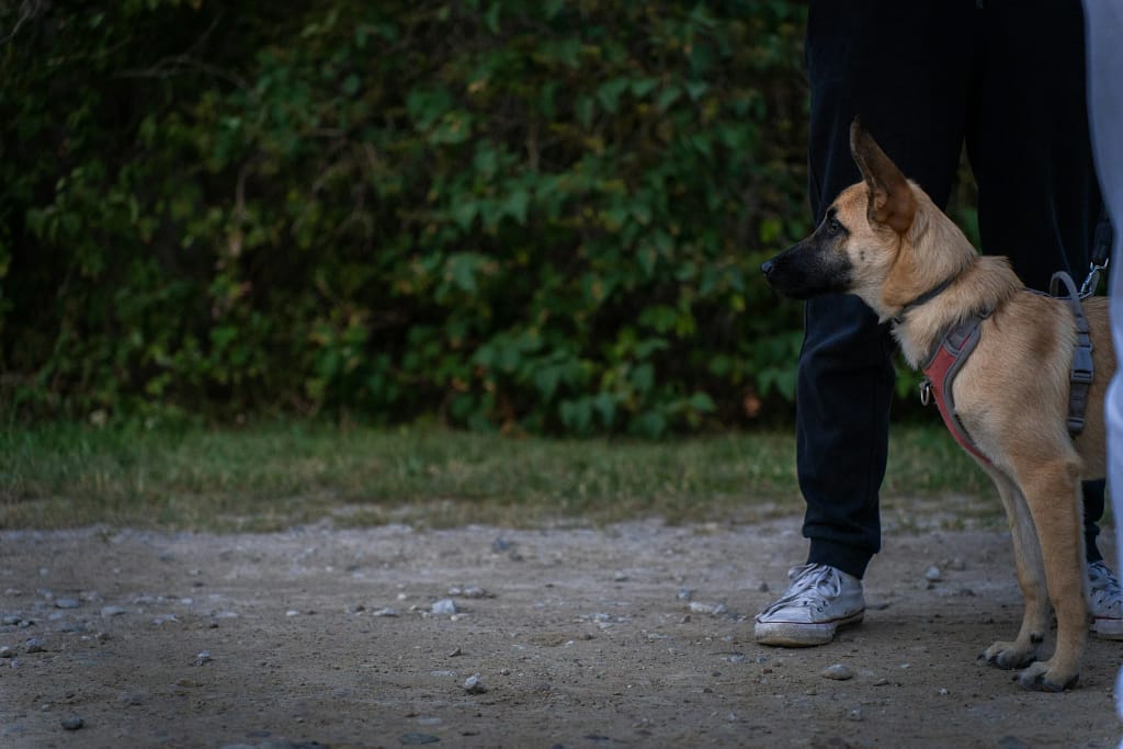 How to Teach a Puppy Its Name Fast