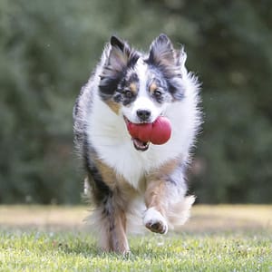 KONG Classic Stuffable Dog Toy - Fetch & Chew Toy for Dogs