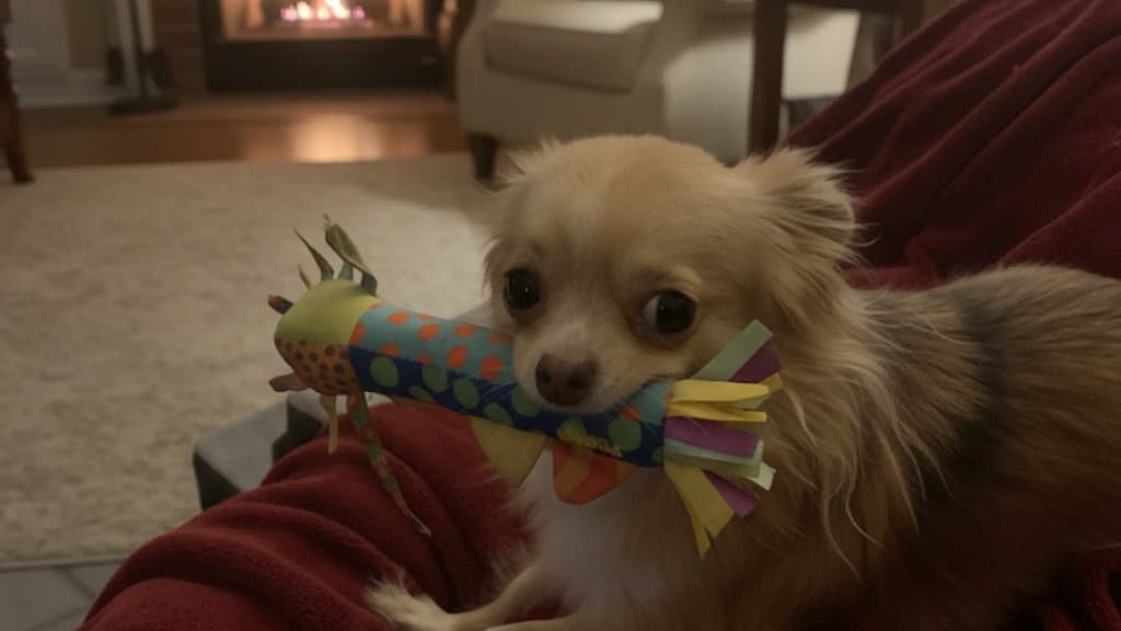 freezable chew toy for teething puppies safe and durable