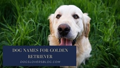 Best Dog Names For Golden Retriever 2020 Update