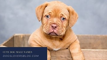 Top 10 Long Haired Dog Breeds List 2020 Dogs Lovers Blog
