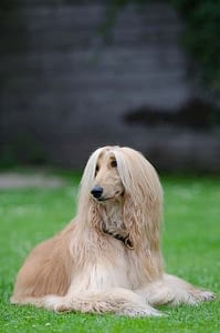 Top 10 Long Haired Dog Breeds List 2020 Dogs Lovers Blog