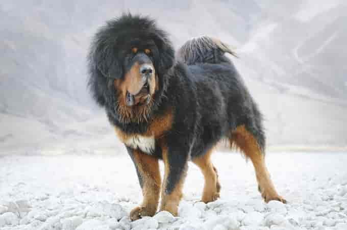 13 Big Fluffy Dog Breeds That Are Absolutely Amazing! (2020 Update)