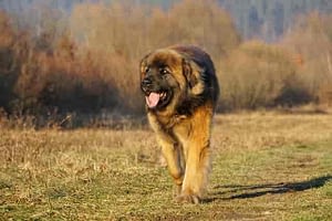Top 10 Long Haired Dog Breeds List 2020 Page 2 Of 2 Dogs