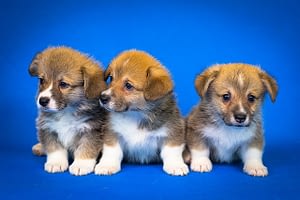 prettiest small dog breeds