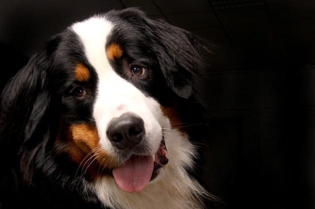 bernese mountain dog names