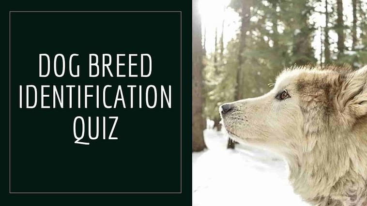 dog breed identification quiz
