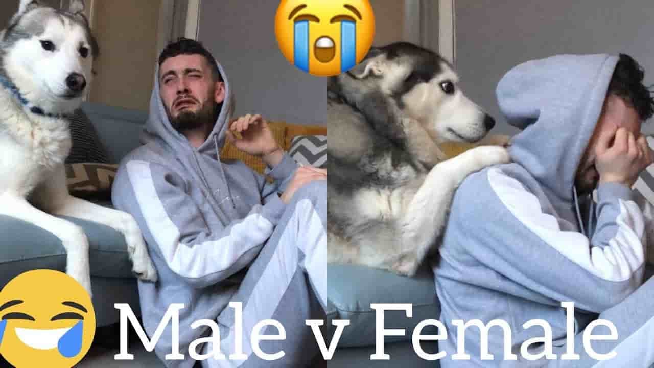 male v female dogs