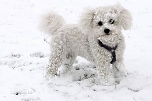 small dog with curly white coat