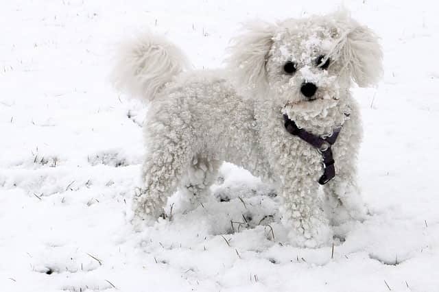 small white poodle like dog with a silky loosely curling coat