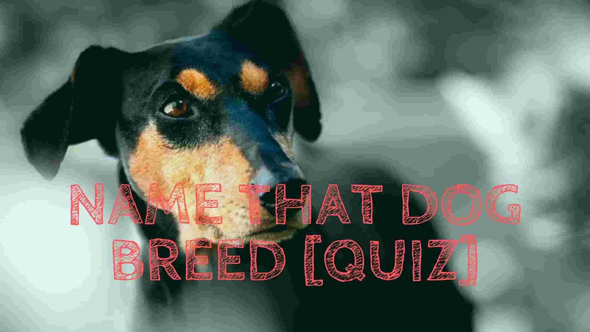 Looking for a dog quizzes to play?