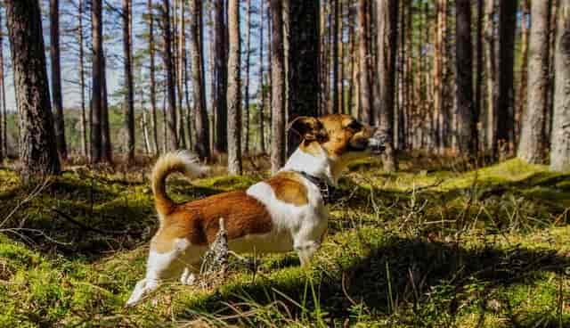 good dogs for hiking