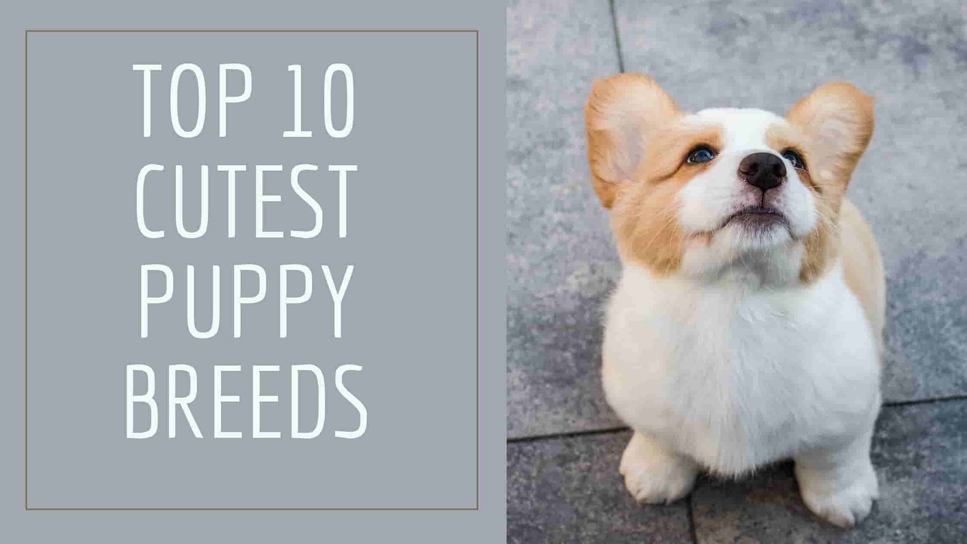 top ten cutest dogs