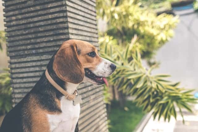 25 top beagle names male