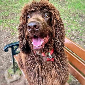 big curly haired dog breeds
