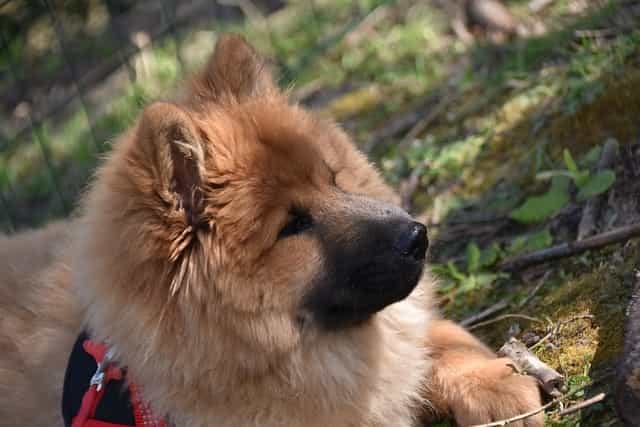 huge dog breeds that look like bears