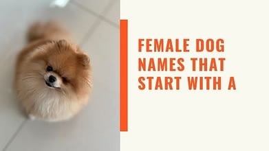 Girl Dog Names That Start With A Archives Dogs Lovers Blog