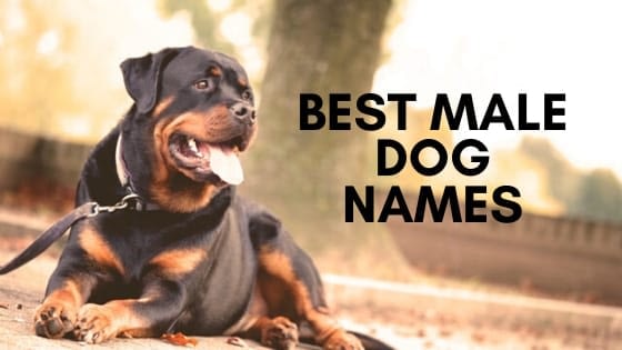 best male dog