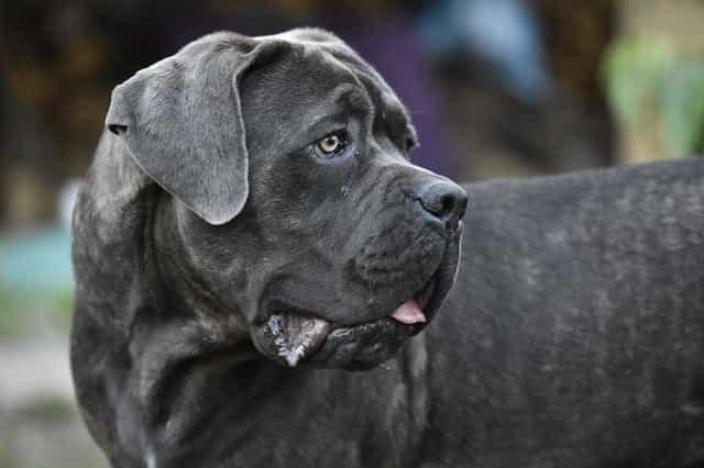 largest dog breed name
