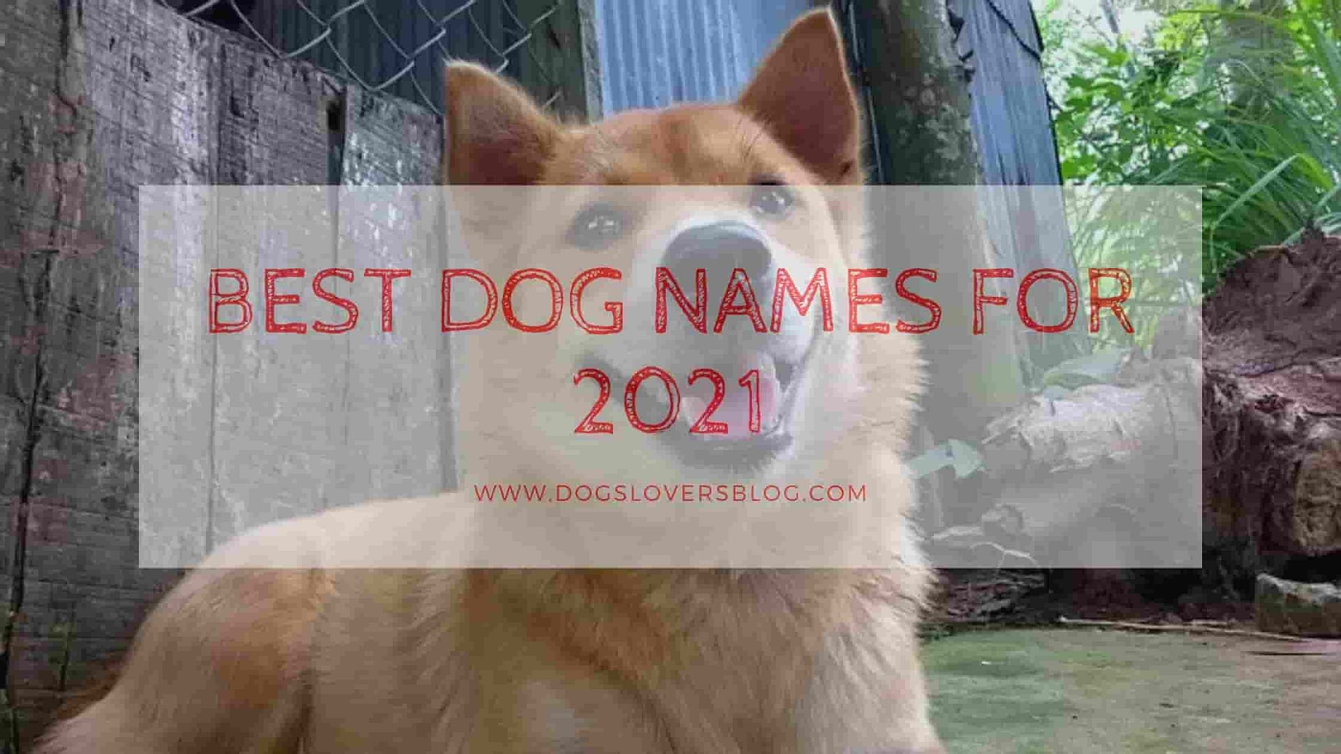 Unique and Best Dog Names For 2021 ( Male and Female)