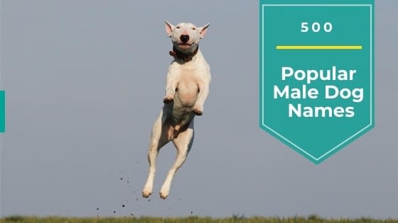 Top 500 Popular Male Dog Names Updated 2020