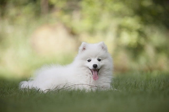 tiny white fluffy dog