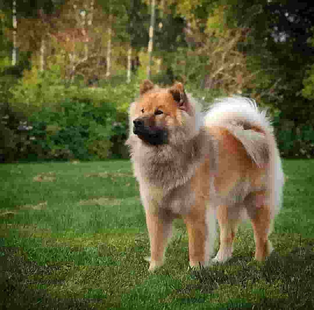 big giant fluffy dog