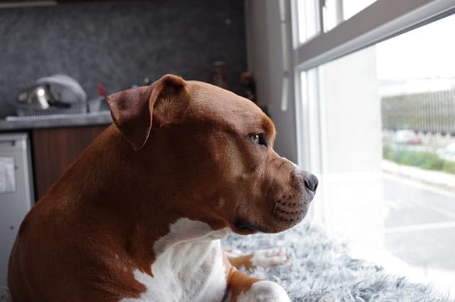 best nail clippers for pitbulls