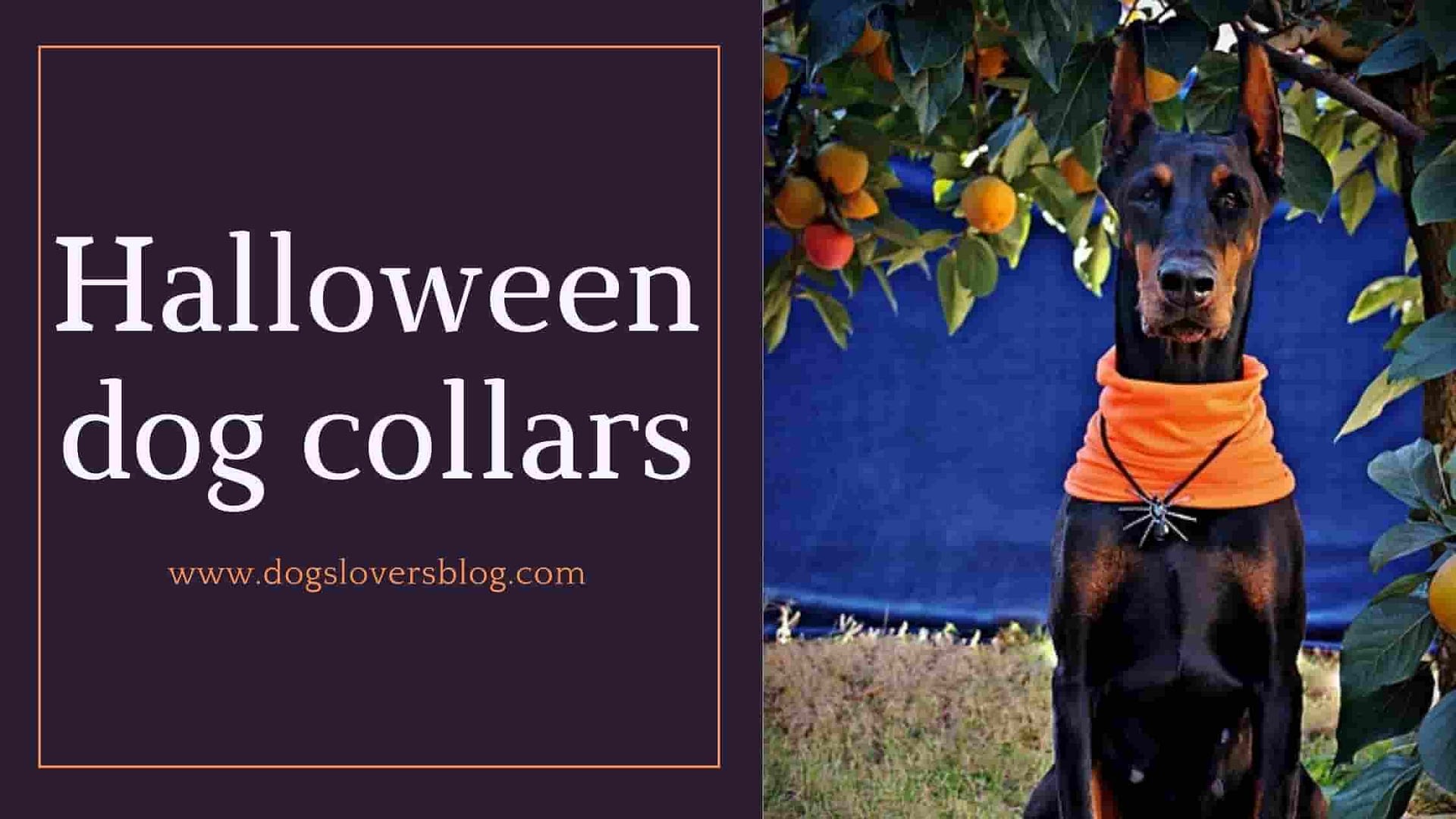 10 Best Halloween Dog Collars Halloween Pet Accessories