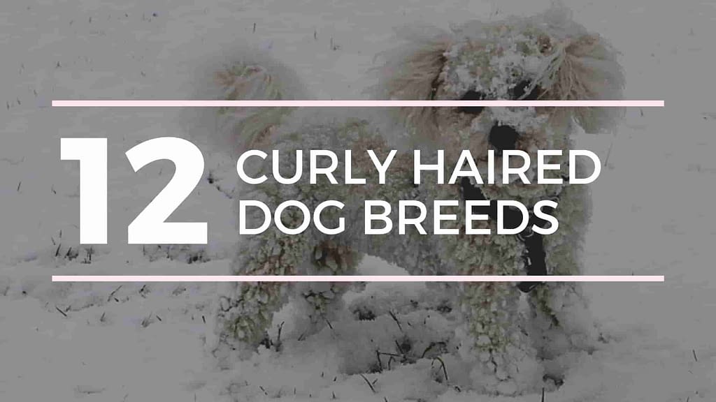 white curly haired dog breeds