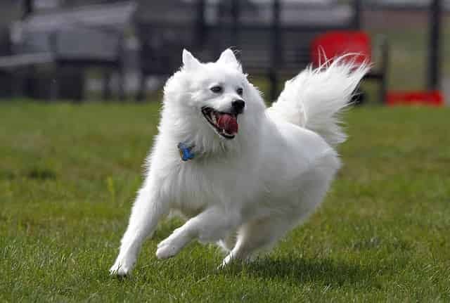 cute white fluffy dog breeds