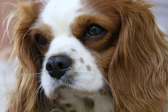best names for cavalier king charles spaniel