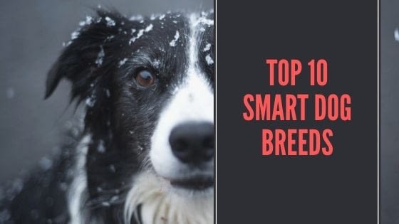 top 10 smartest dog breeds in the world