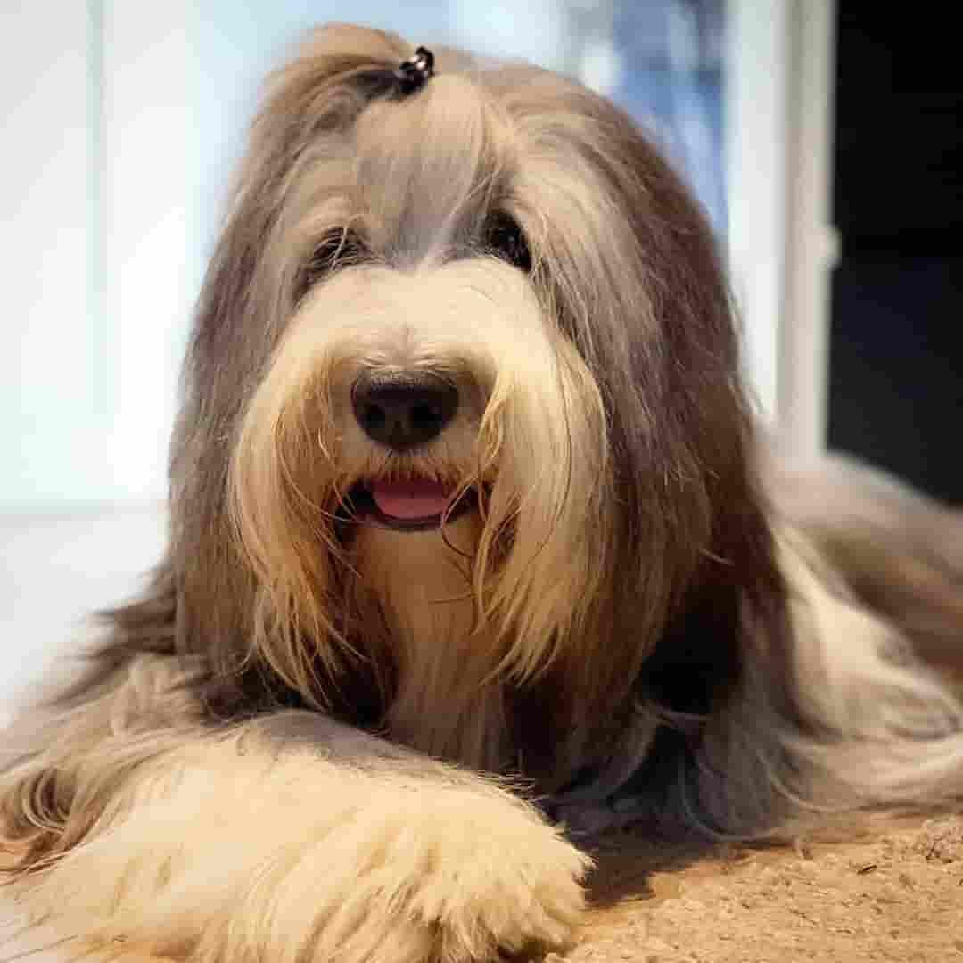 13 Fluffy Dog Breeds That Are Absolutely Amazing 2020 Update 13 Fluffy Dog Breeds That Are