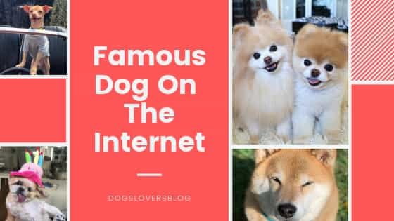 internet famous dogs