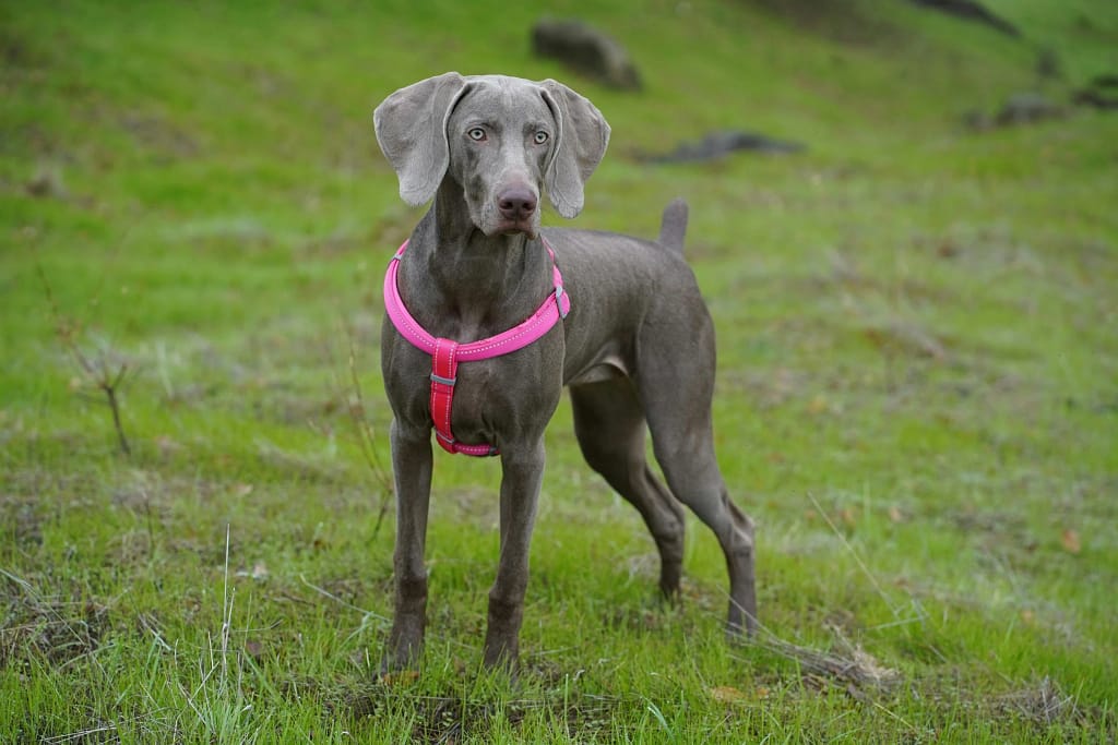 My Top Female Weimaraner Names That Are Simply Beautiful