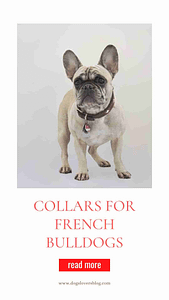 The 5 Best Dog Collars For French Bulldogs in 2023 ( Top 5 Reviewed )