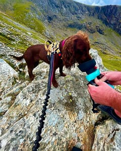  lesotc Dog Water Bottle, Portable Dog Water Dispenser, Leak Proof Dog Travel Water Bottle