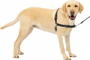 PetSafe Easy Walk No-Pull Dog Harness