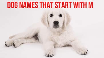 Dog Names Category | Dogs Lovers Blog