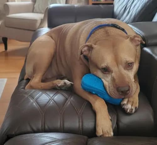 IZETIANZHE squeaky indestructible toy for big dogs